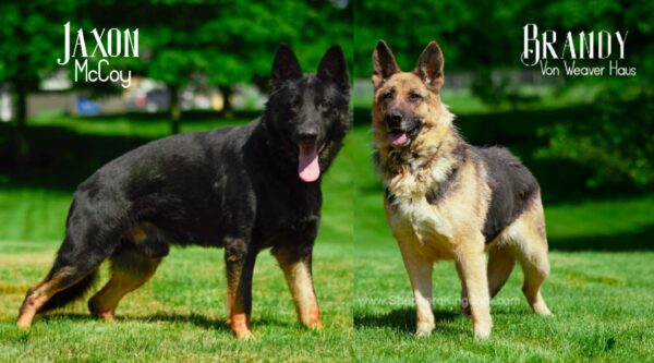 Image of Fall 2023 - 2nd female, a German Shepherd puppy