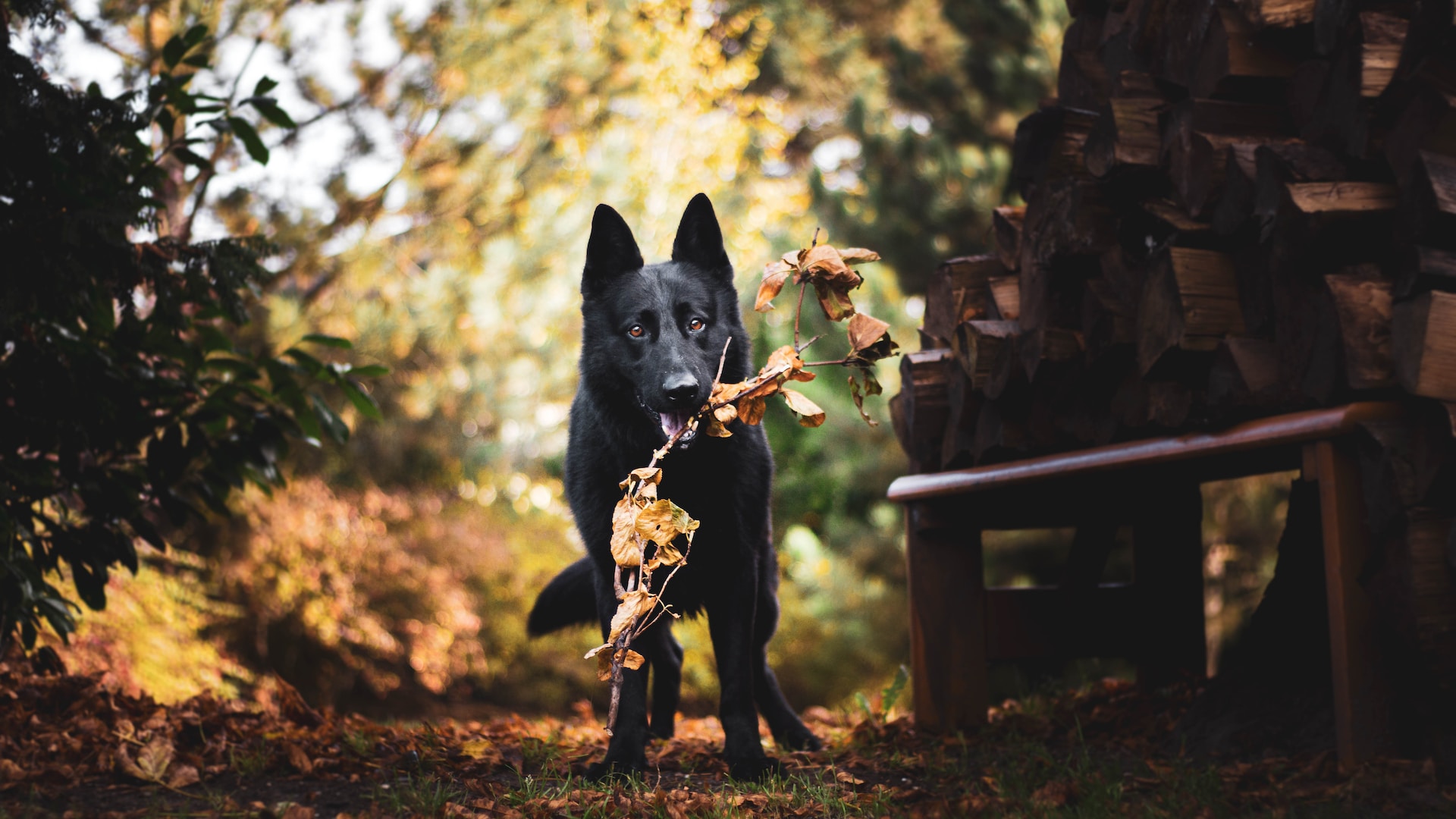 how much exercise does a german shepherd need