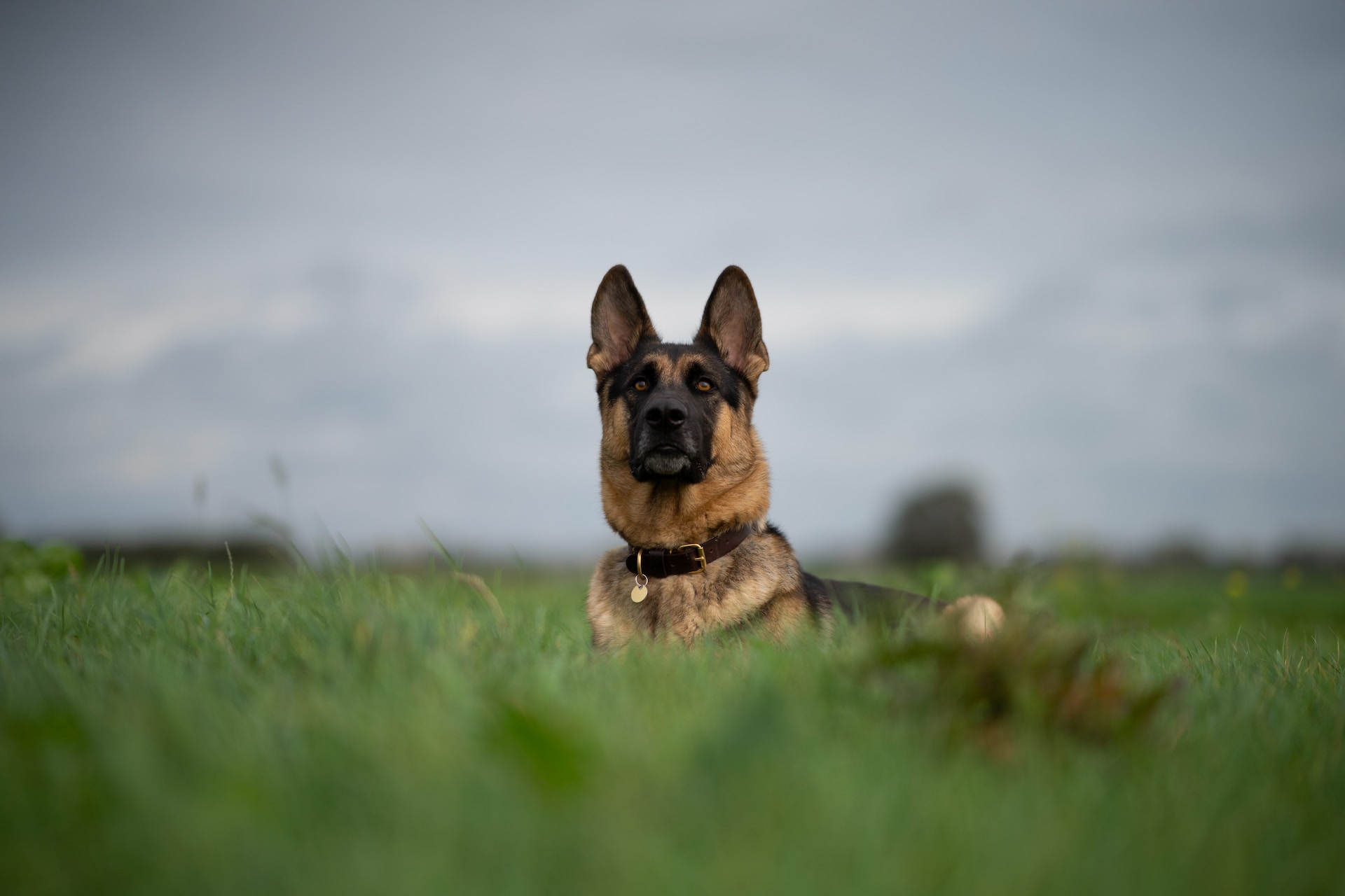 King shepherd vs German Shepherd