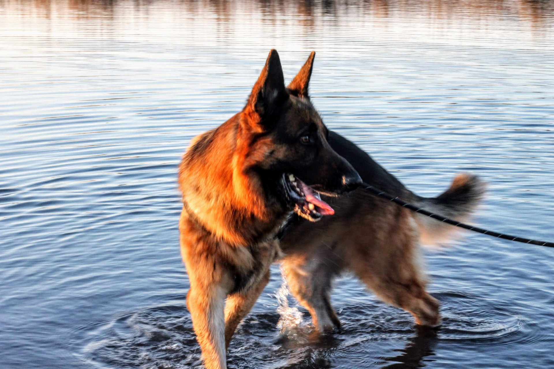 how much does a german shepherd cost per month