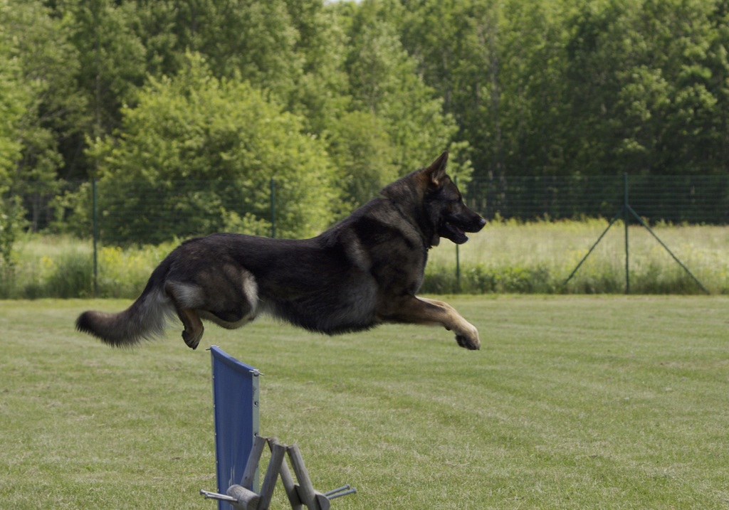 east ddr german shepherd jumping over a pole
