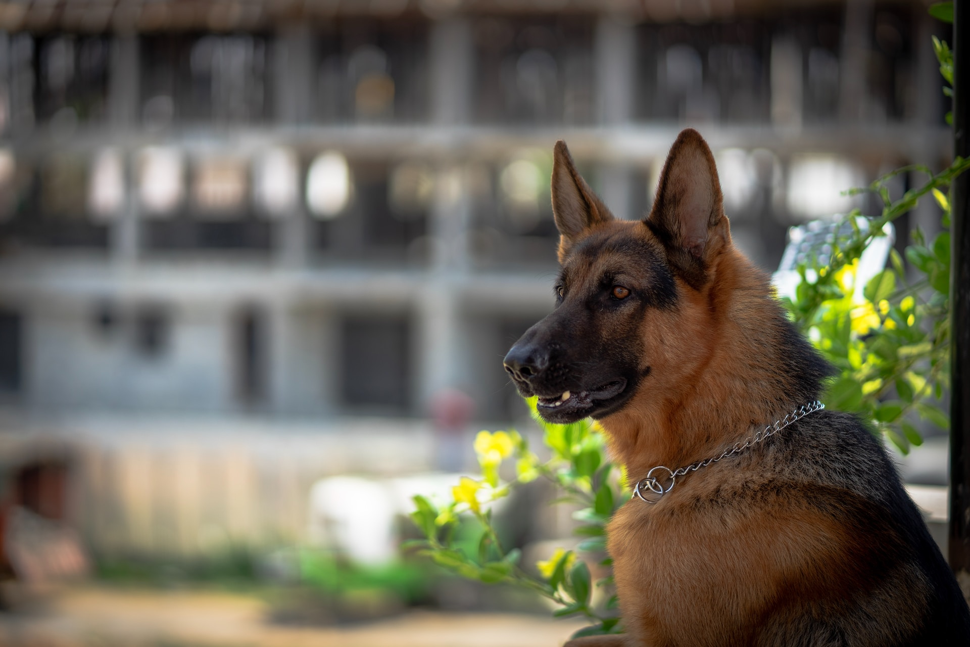 german shepherd vs belgian malinois