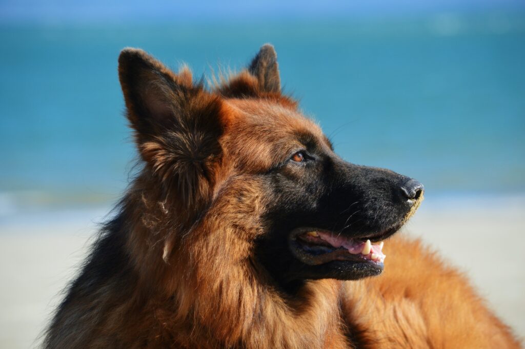 german shepherd vs belgian malinois