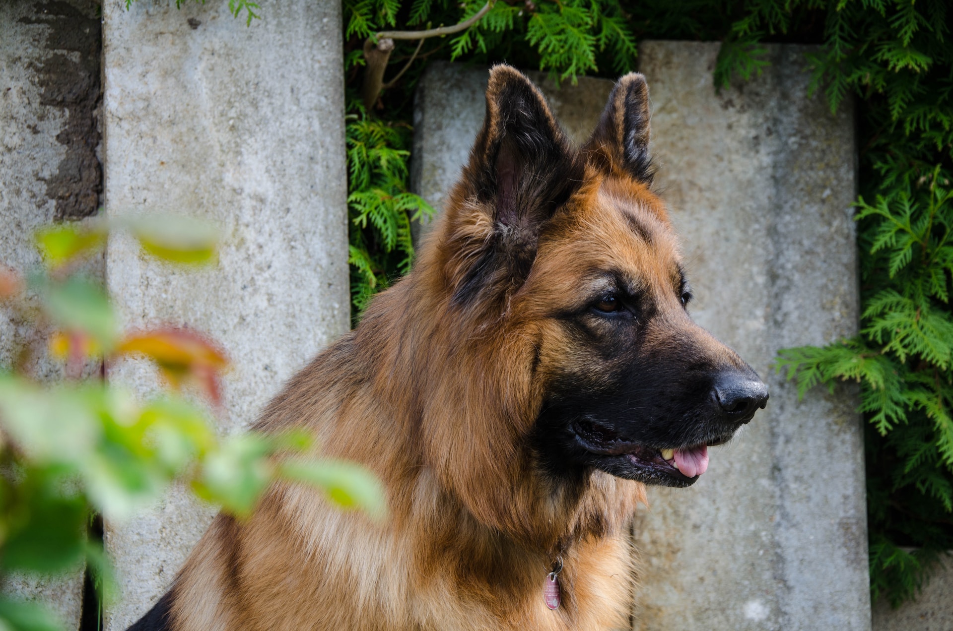 King shepherd vs German Shepherd