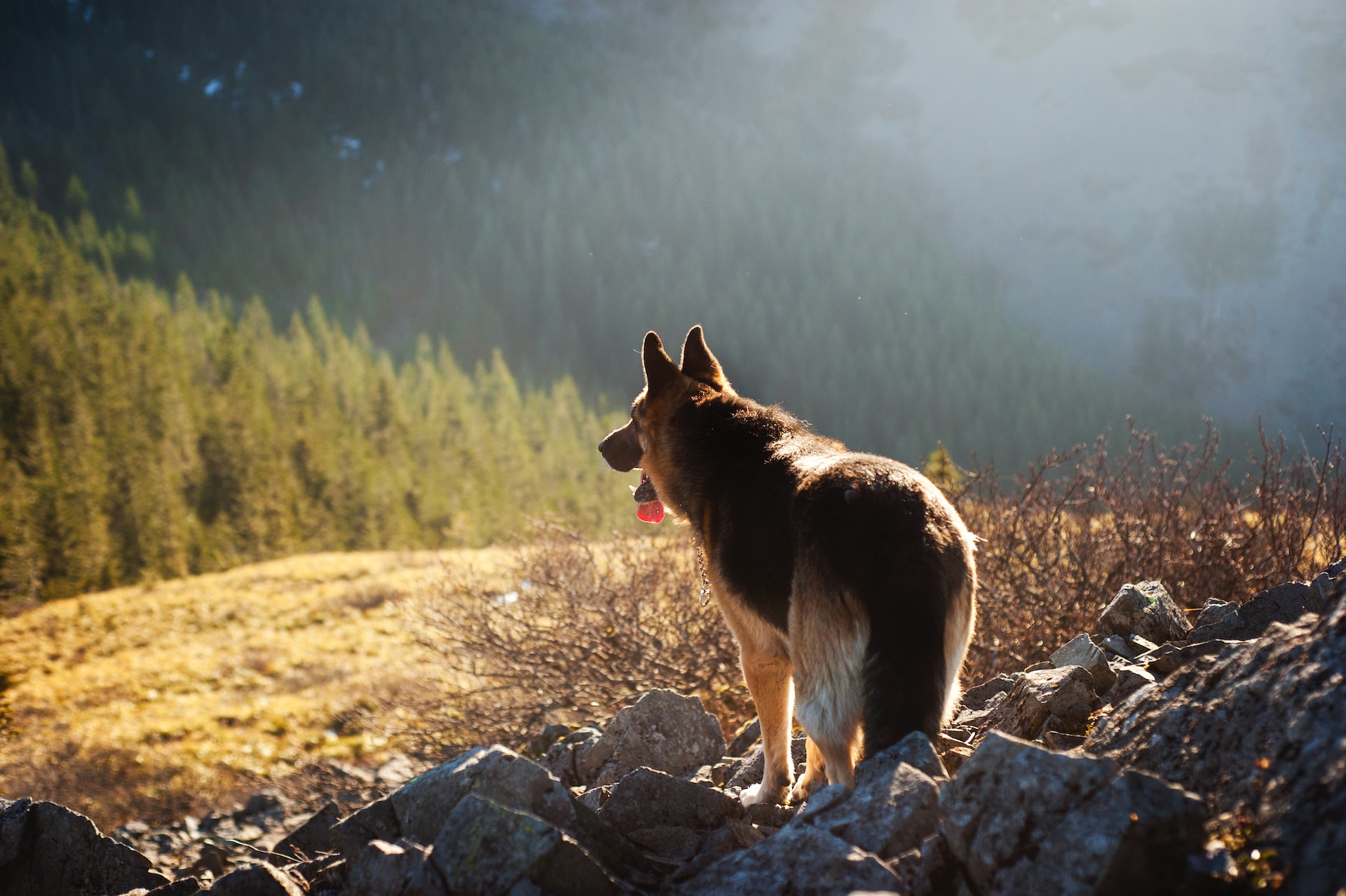 how much does a german shepherd cost per month