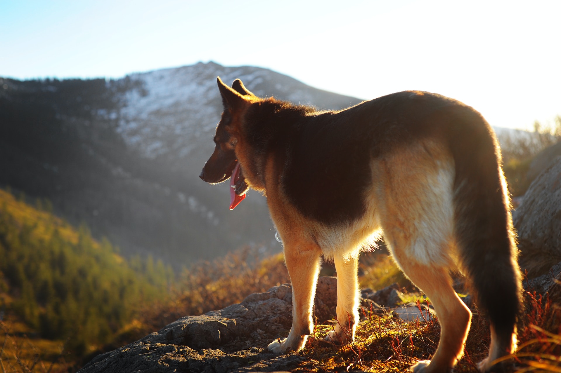 King shepherd vs German Shepherd