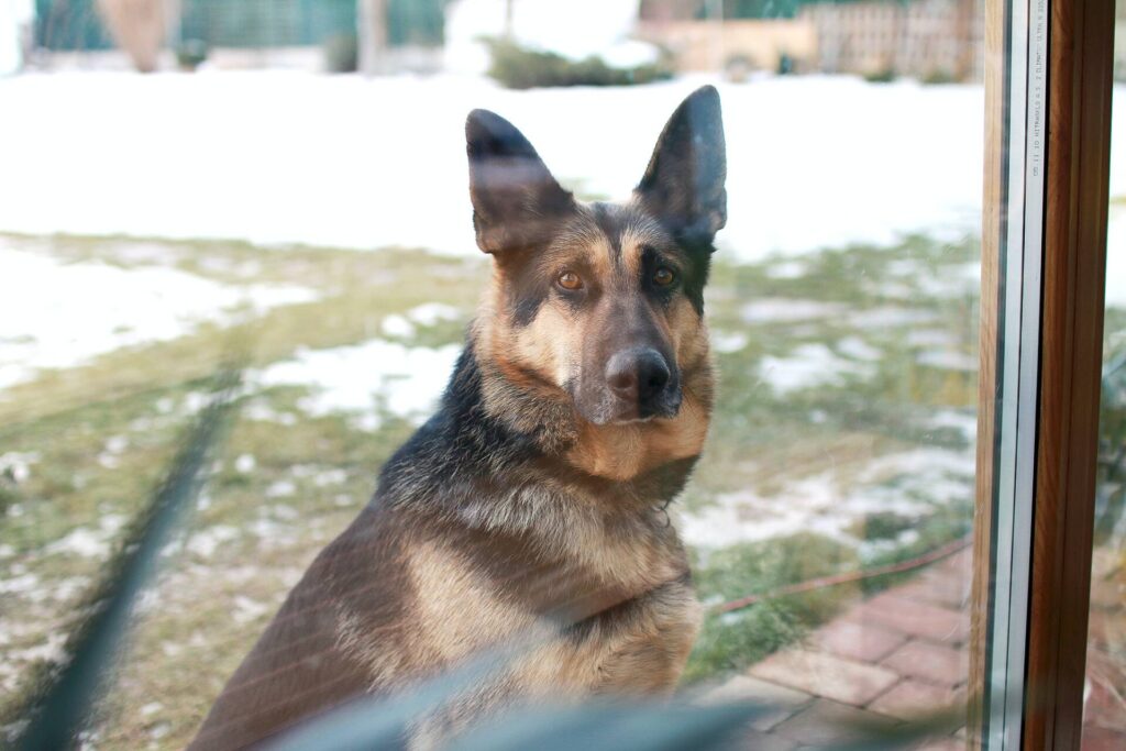 german shepherd dog looking through the window