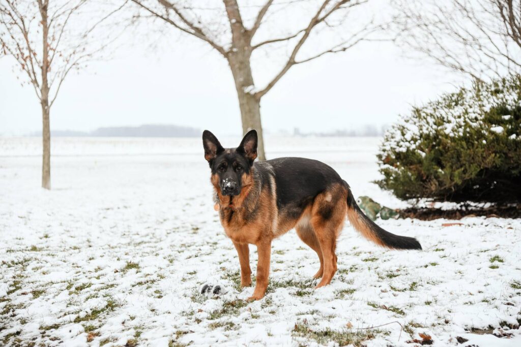 german shepherd standing on a snowy grass