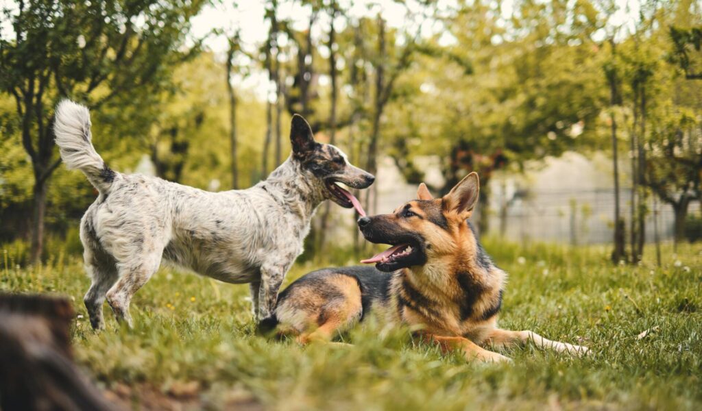 german shepherd is playing with another dog