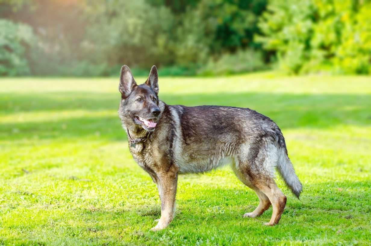 A German Shepherd with a brushed coat on a Grassy Field