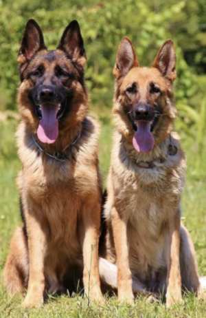 Male vs Female German Shepherds: 6 Key Differences (+Surprises)