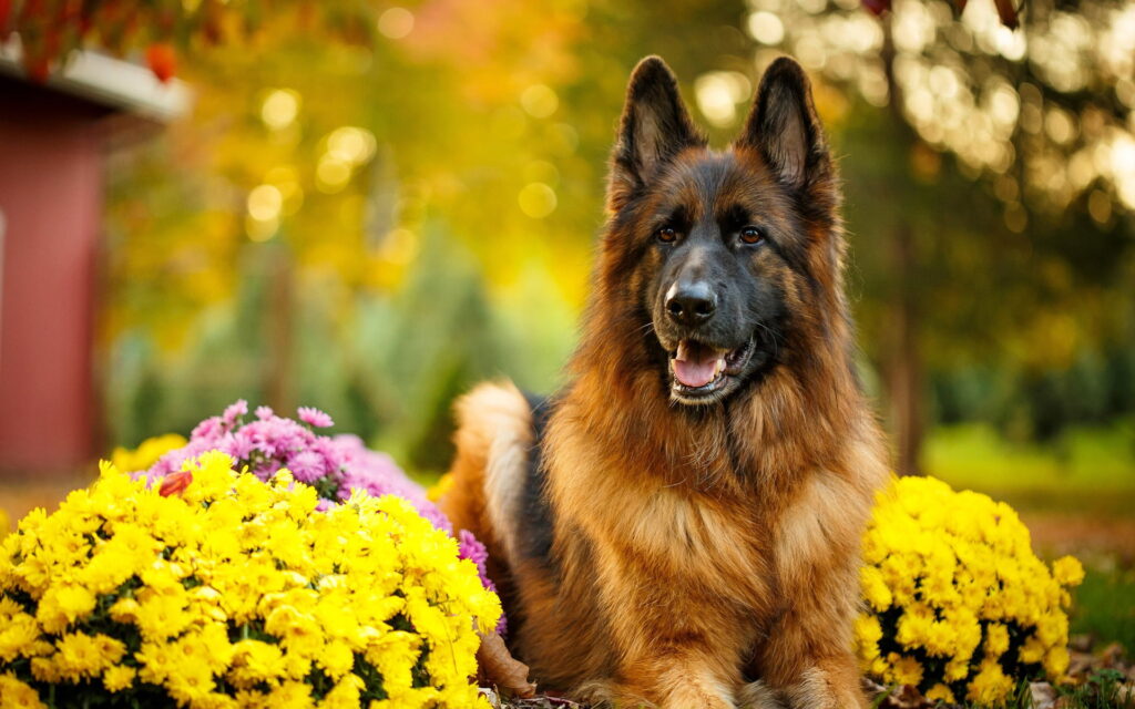 German Shepherd Heat Cycle A Guide for New GSD Parents