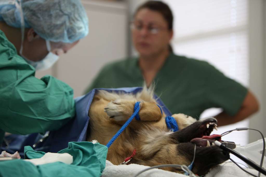 german shepherd spay surgery