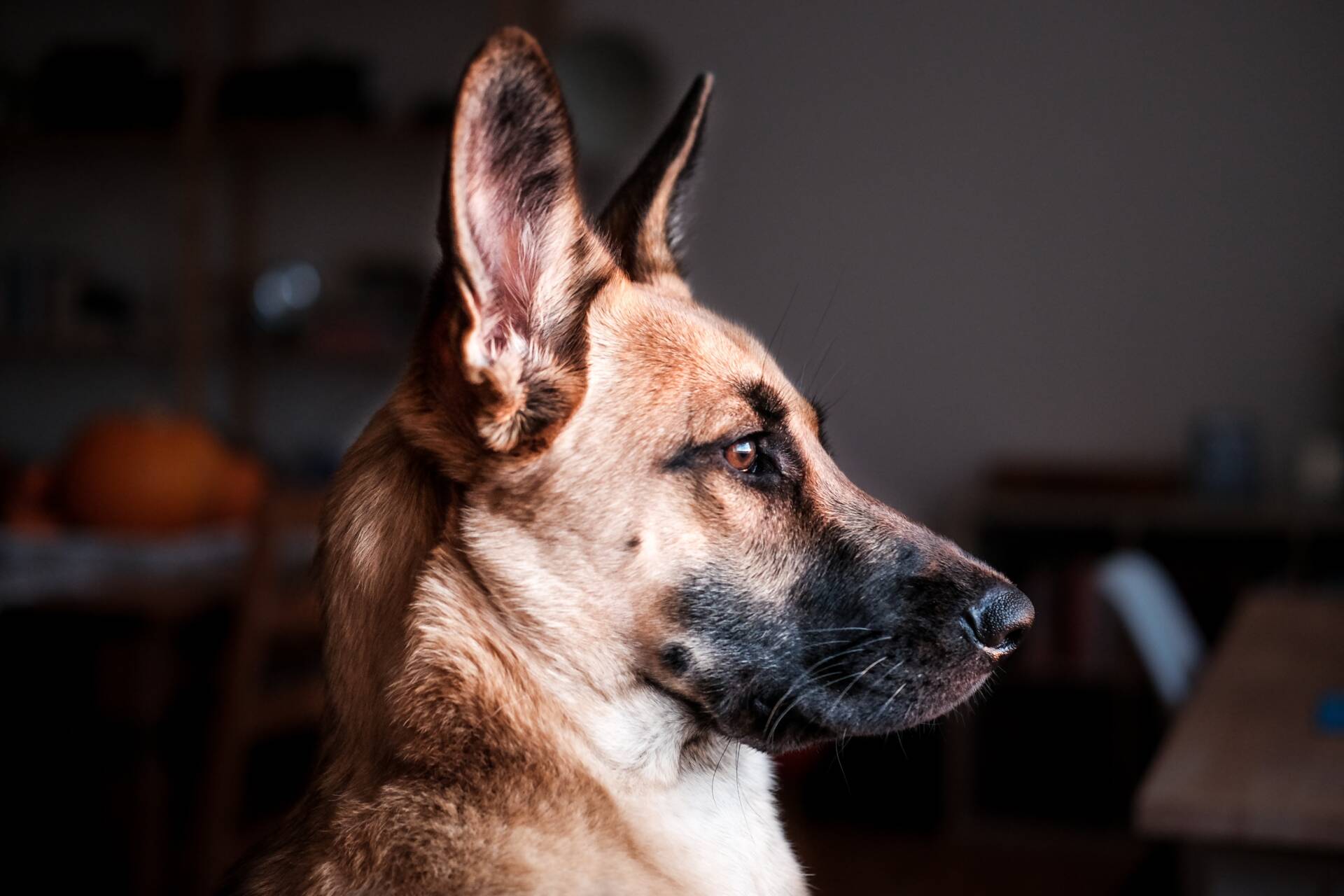 German Shepherd Ear Infection (Signs, Causes & Cure)