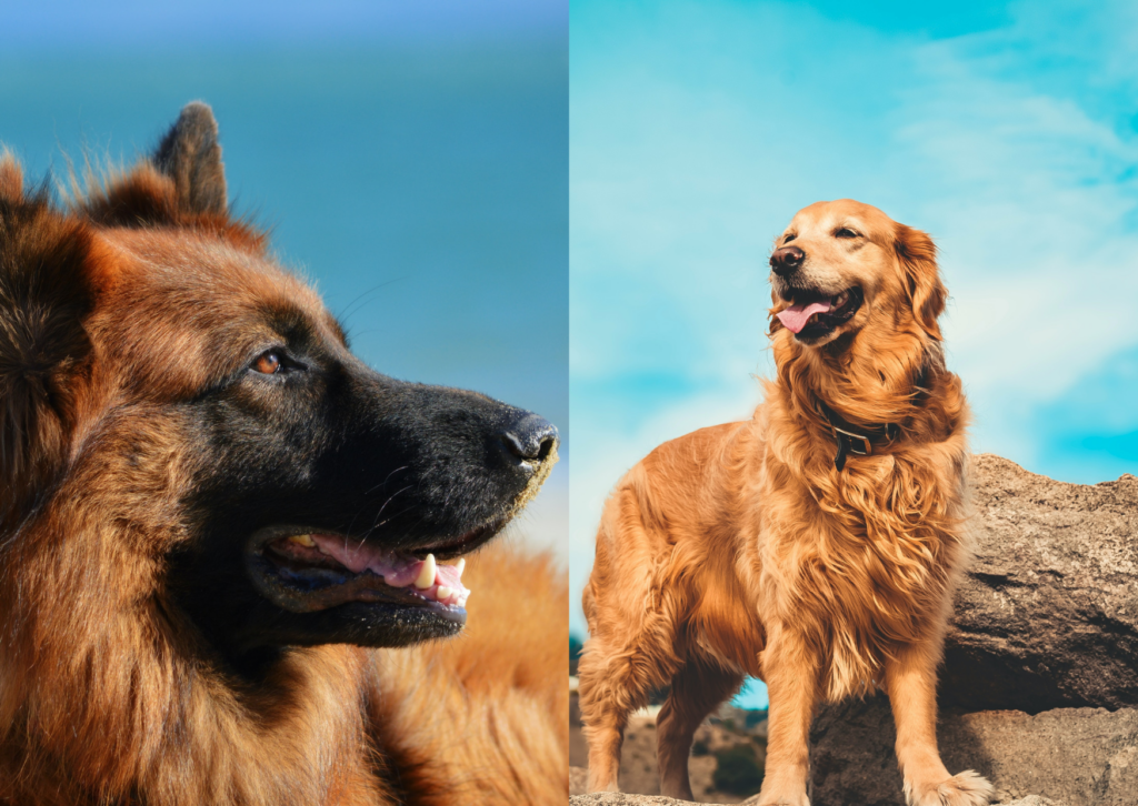 golden retriever german shepherd kennel size