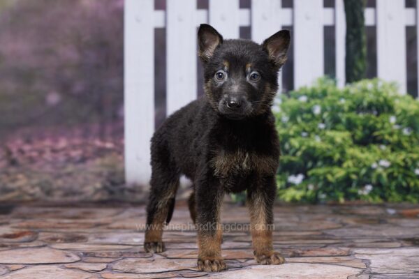 Image of Lincoln, a German Shepherd puppy