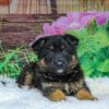 Image of Thor, a German Shepherd puppy