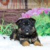 Image of Thor, a German Shepherd puppy