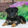 Image of Thor, a German Shepherd puppy