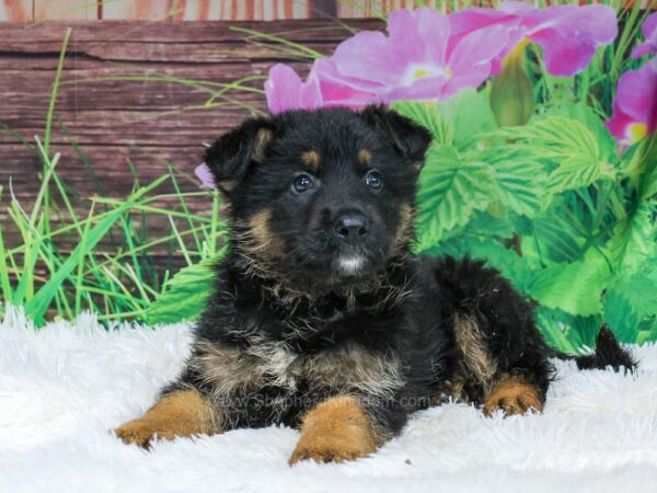 Image of Thor, a German Shepherd puppy