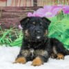 Image of Thor, a German Shepherd puppy