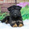 Image of Xena, a German Shepherd puppy