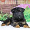 Image of Xena, a German Shepherd puppy