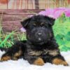 Image of Xena, a German Shepherd puppy