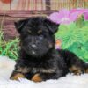 Image of Xena, a German Shepherd puppy