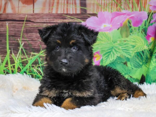 Image of Xena, a German Shepherd puppy