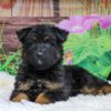 Image of Xena, a German Shepherd puppy