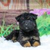 Image of Xena, a German Shepherd puppy