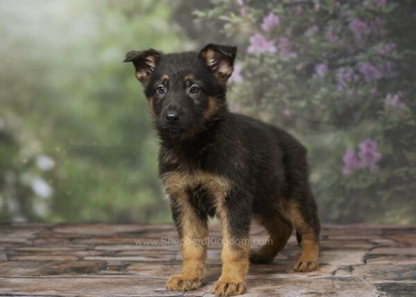 Image of Ace, a German Shepherd puppy