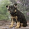 Image of Bailey, a German Shepherd puppy