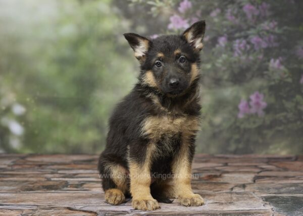 Image of Bailey, a German Shepherd puppy