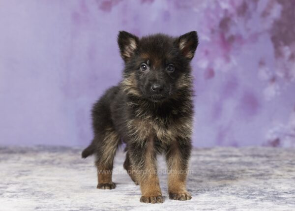 Image of Benji, a German Shepherd puppy