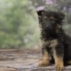Image of Jasper, a German Shepherd puppy