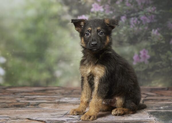 Image of Jax, a German Shepherd puppy