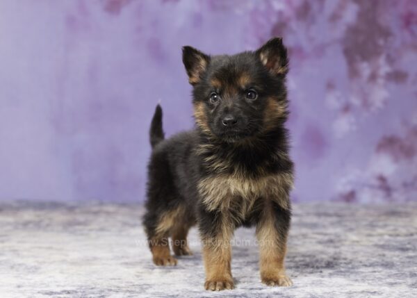 Image of Lance, a German Shepherd puppy