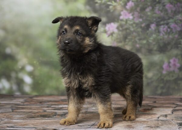Image of Maverick, a German Shepherd puppy