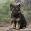 Image of Riley, a German Shepherd puppy