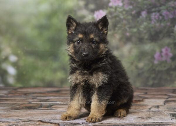 Image of Riley, a German Shepherd puppy