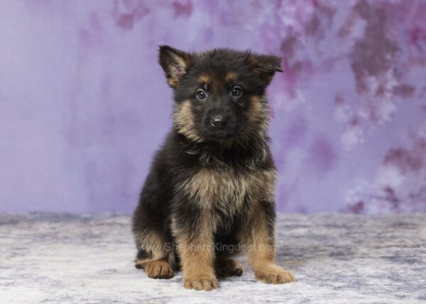 Image of Samson, a German Shepherd puppy