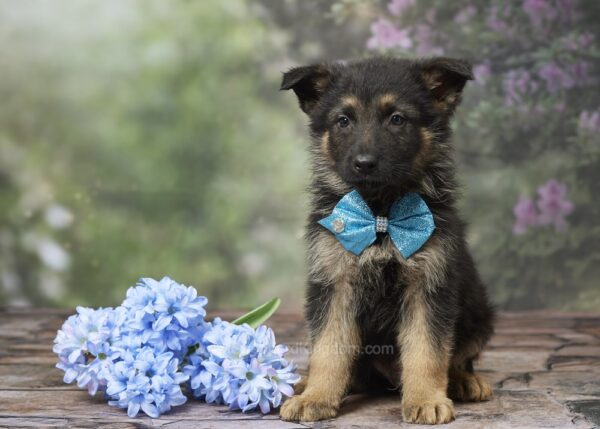 Image of Tucker, a German Shepherd puppy