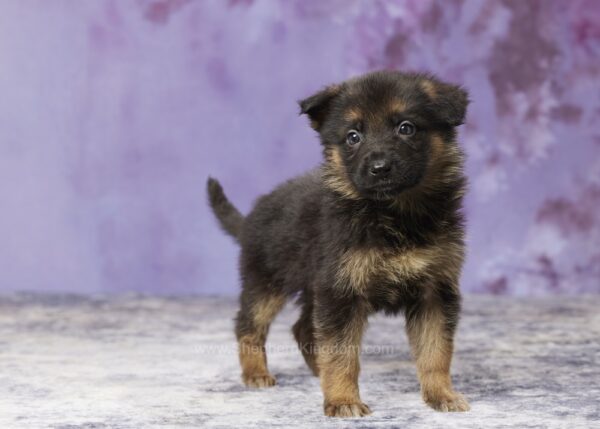 Image of Zora, a German Shepherd puppy