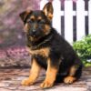 Image of Duke, a German Shepherd puppy