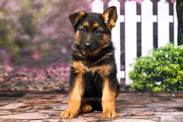 Image of Duke, a German Shepherd puppy