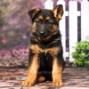 Image of Duke, a German Shepherd puppy