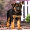 Image of Duke, a German Shepherd puppy