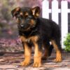 Image of Duke, a German Shepherd puppy